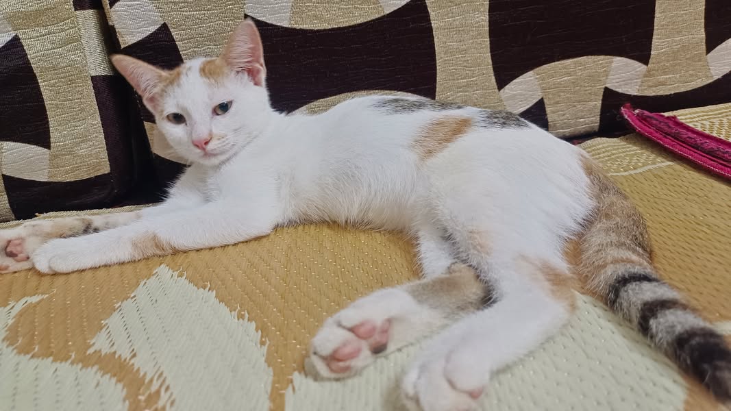 2 kittens, looking for a home in Pune