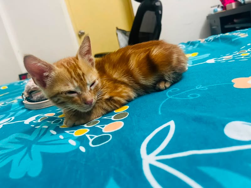 1 ginger kitten ("Bliss"), looking for a home in Pune