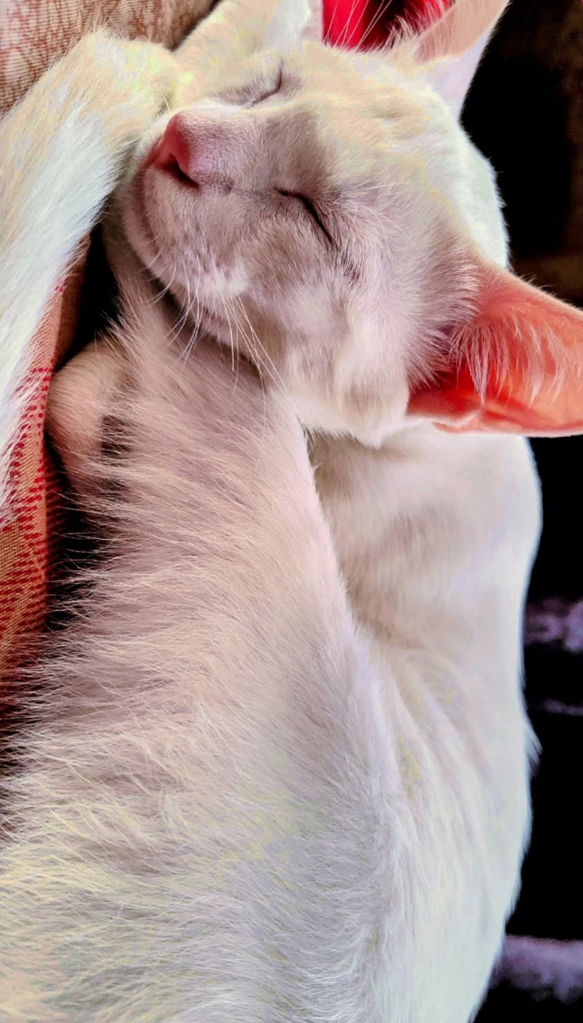 2 kittens, looking for a home in Pune