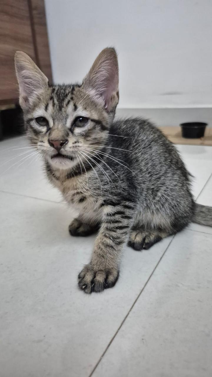 One kitten, looking for a home in Pune