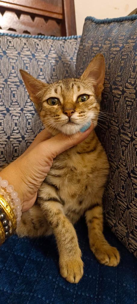 1 kitten ("Lucy"), looking for a home in Pune