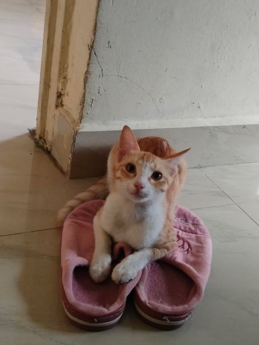 One kitten, “Burfy”, looking for a home in Pune